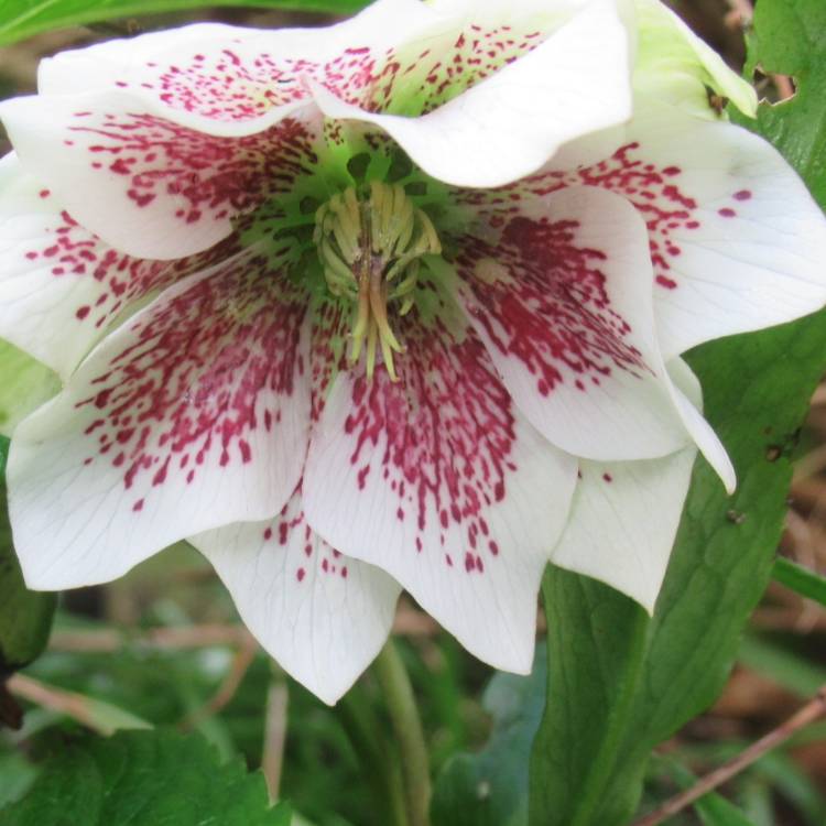 plant image 1456597 plant image 1456597