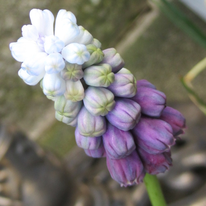 plant image 1456599 plant image 1456599