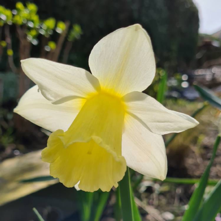 plant image 1457088
