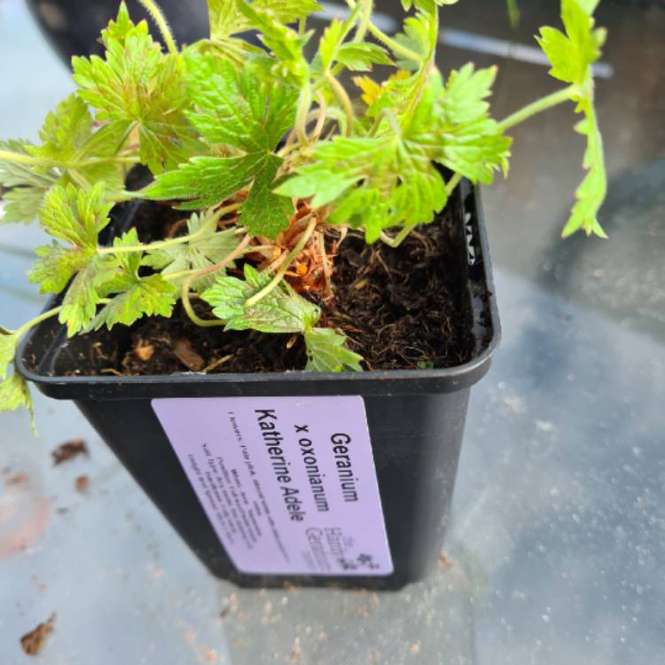 plant image 1457762 plant image 1457762