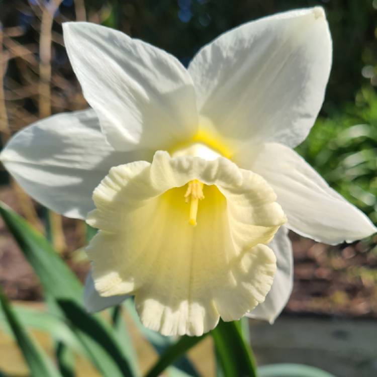 Plant image Narcissus 'Mount Hood'