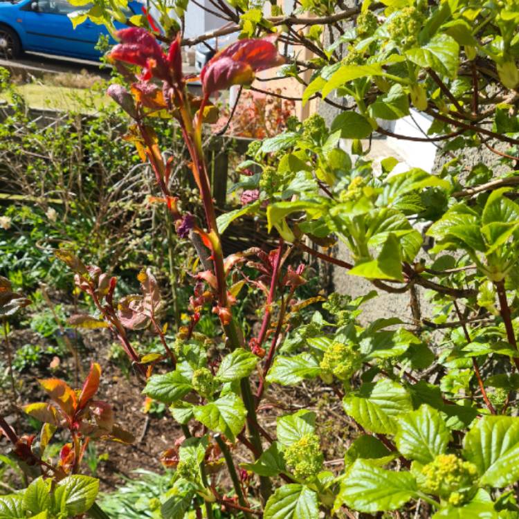 plant image 1459635