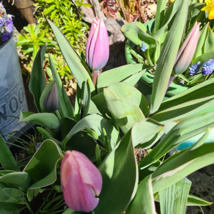 Plant image Tulipa 'Light and Dreamy'