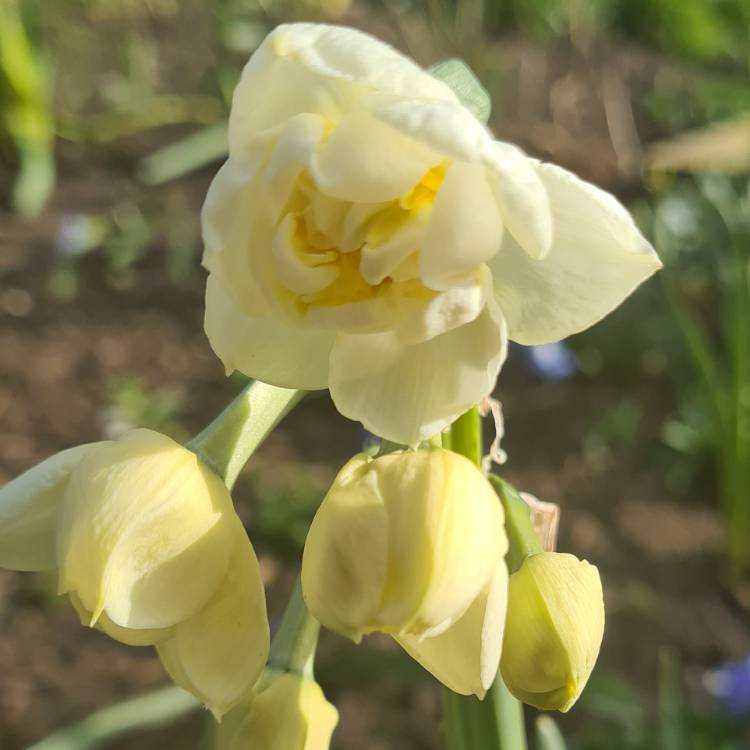 plant image 1460133