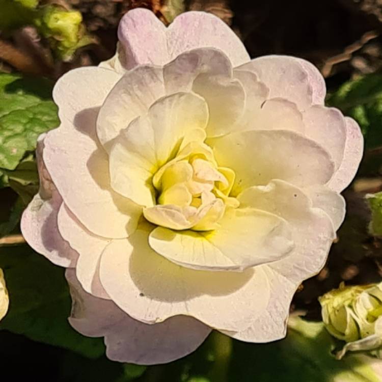 plant image 1461458
