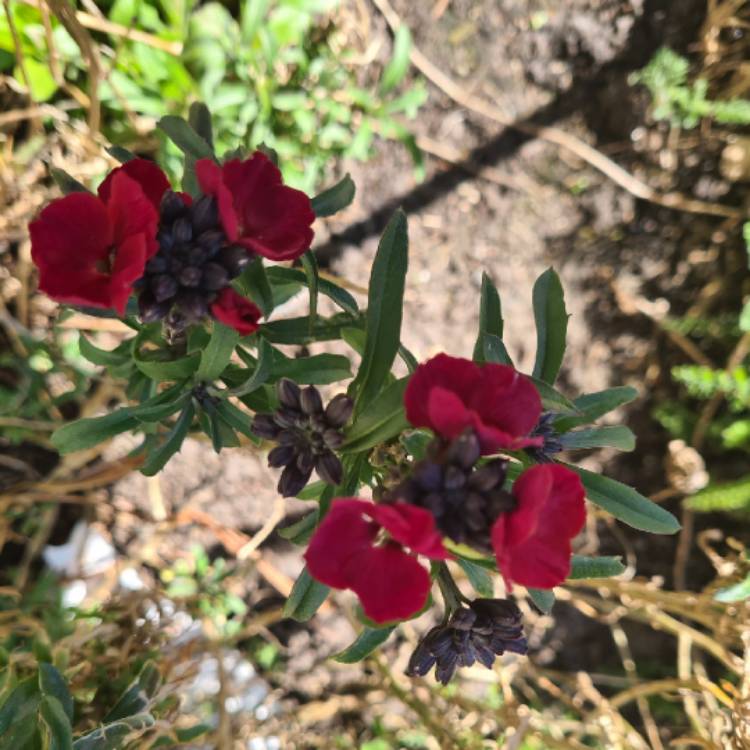 plant image 1462451