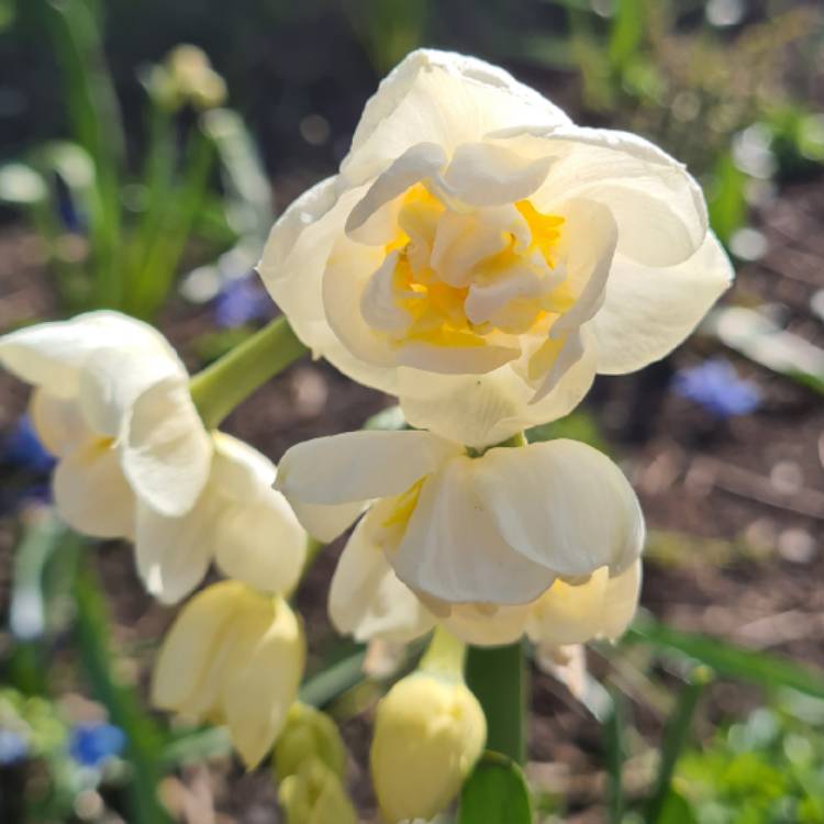 plant image 1462496