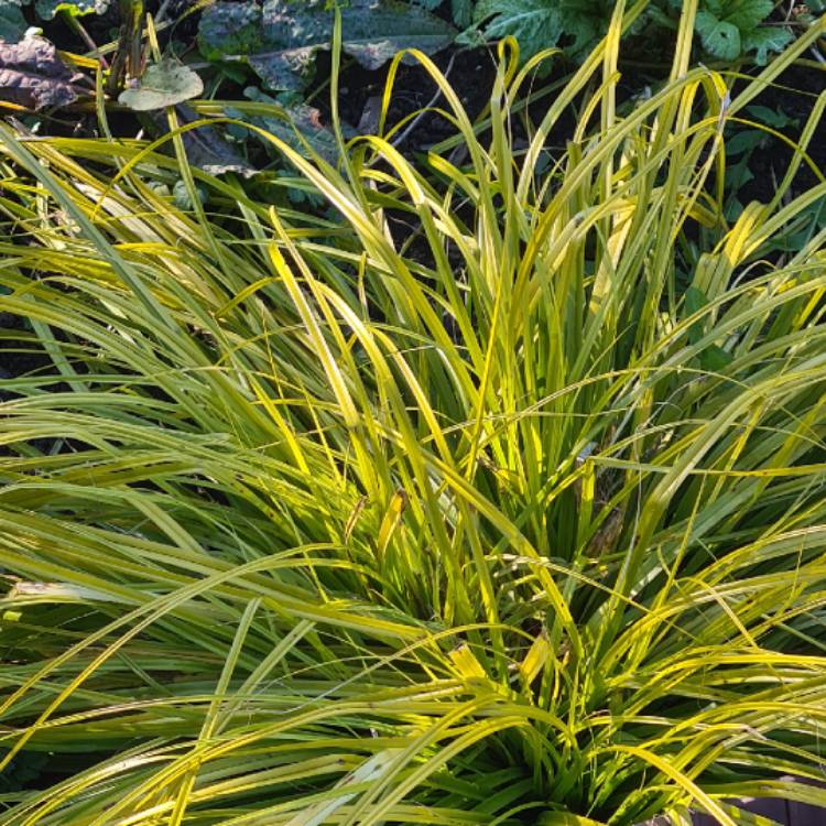 plant image 1463128 plant image 1463128