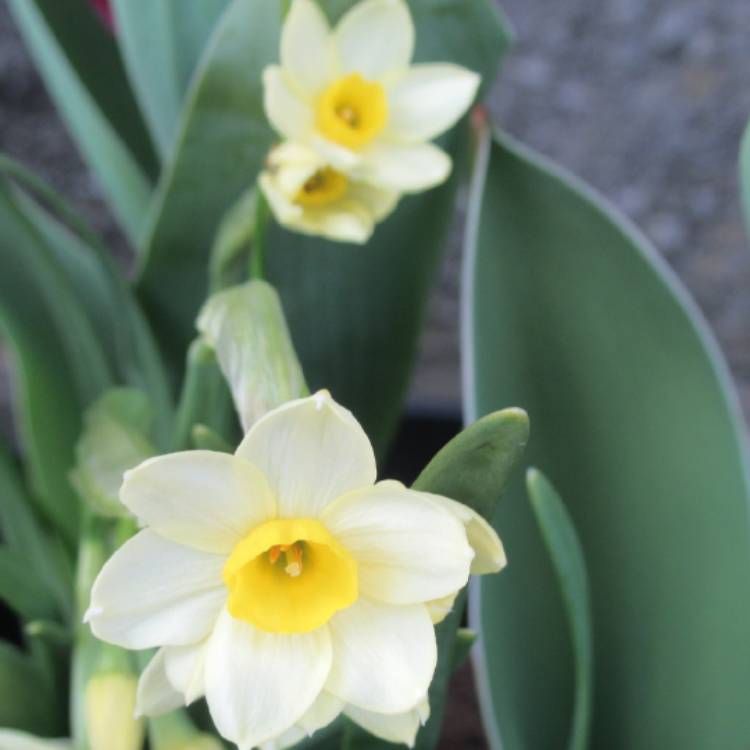 plant image 1463729 plant image 1463729