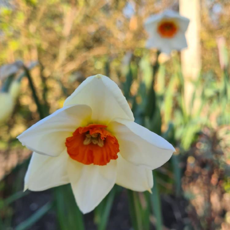 Narcissus 'Professor Einstein', Daffodil 'Professor Einstein' (Large ...