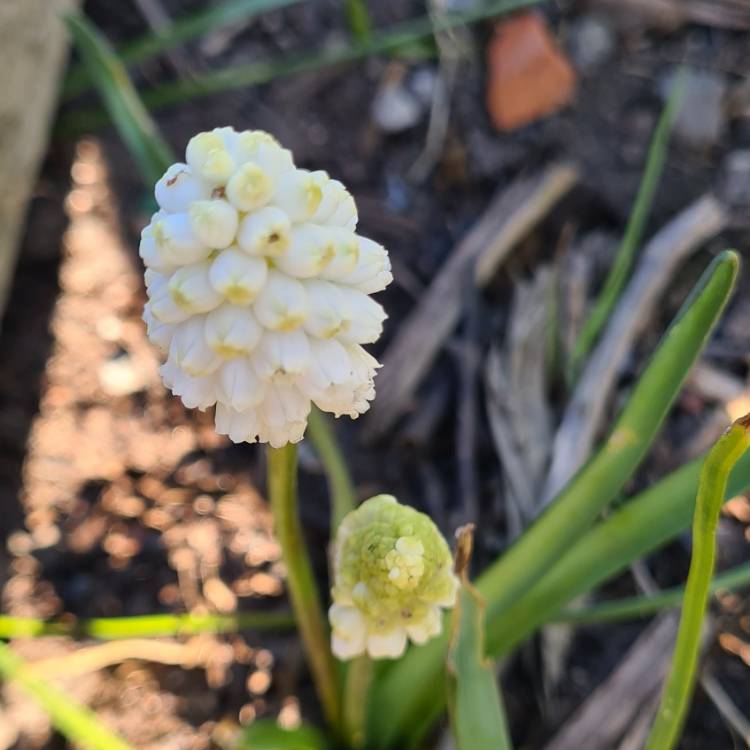Plant image Muscari aucheri 'White Magic'