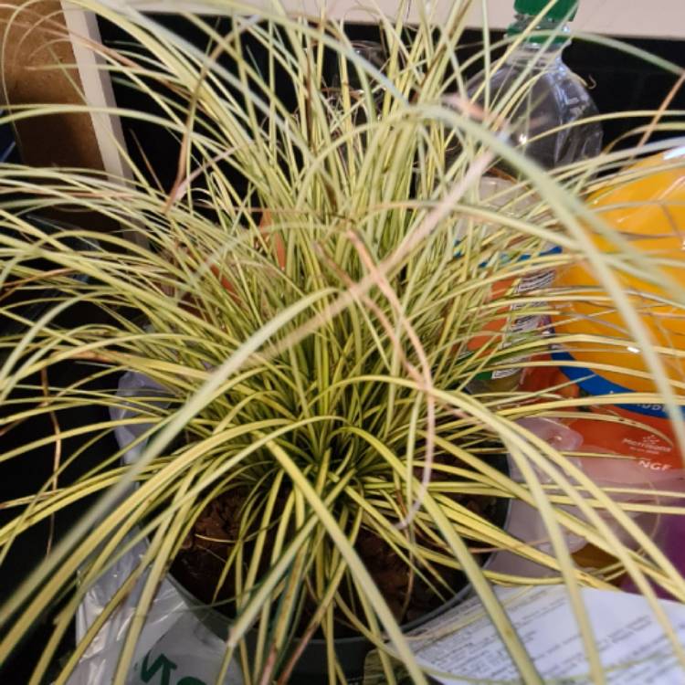 plant image 1464297