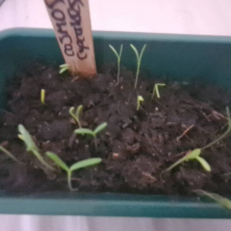 Plant image Cosmos Bipinnatus 'Cupcake'