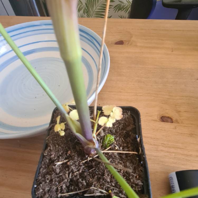 plant image 1464561