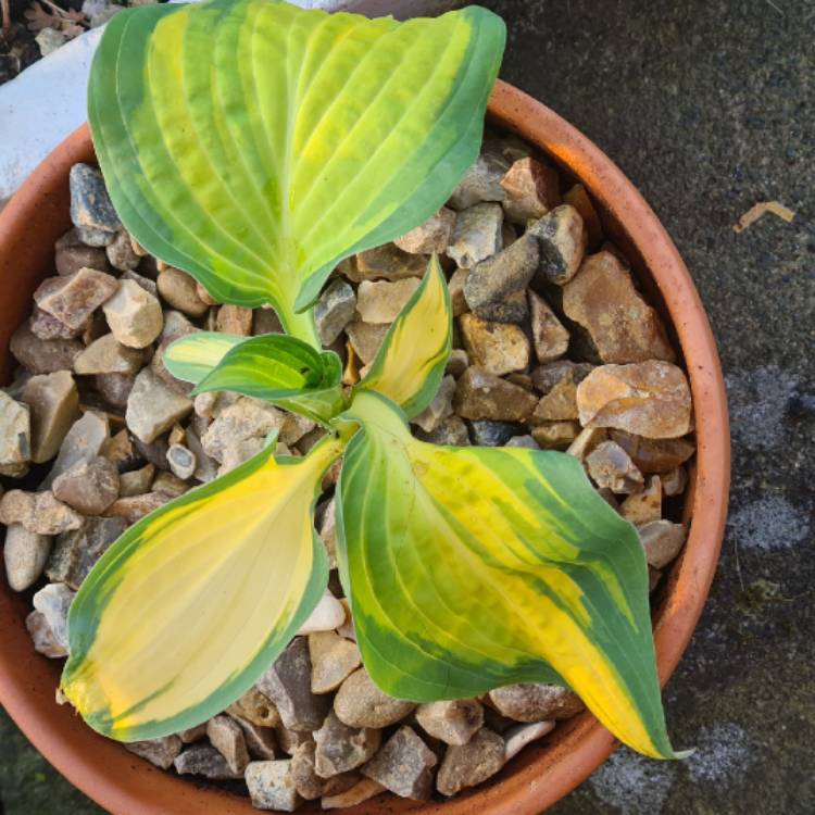 plant image 1465447