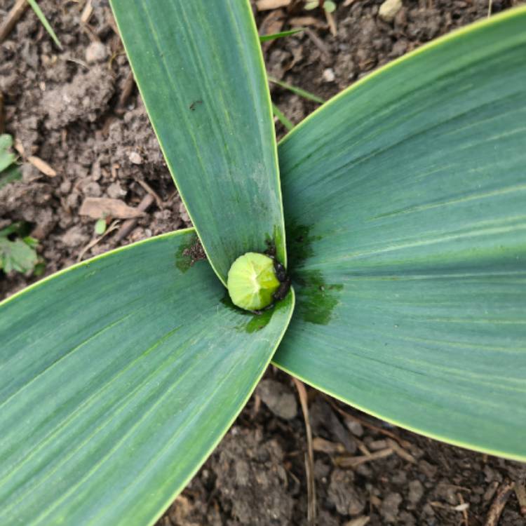 plant image 1466090 plant image 1466090