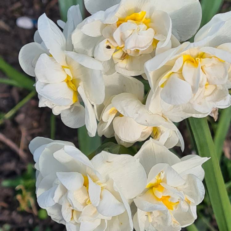 Plant image Narcissus 'Bridal Crown'
