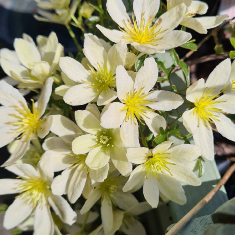 plant image 1472512 plant image 1472512