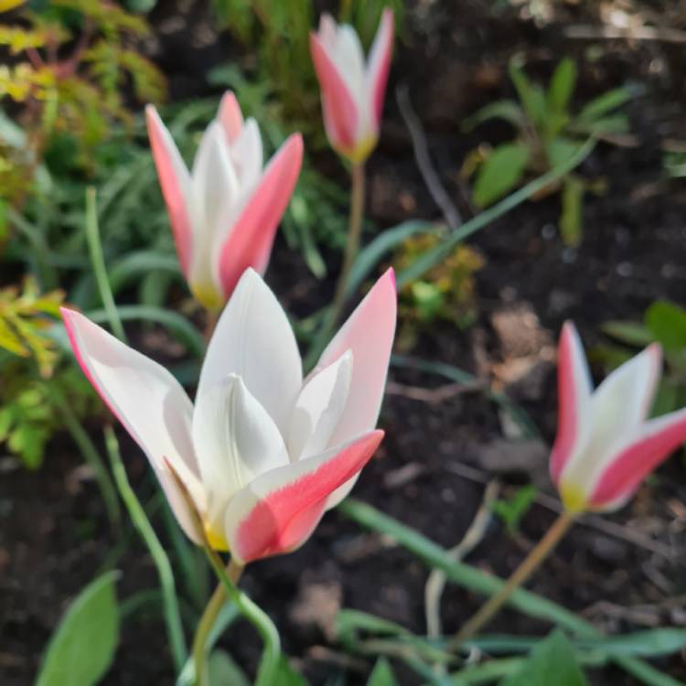 plant image 1472514 plant image 1472514
