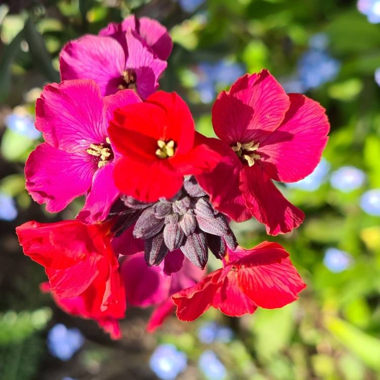 Plant image Erysimum 'Red Jep'