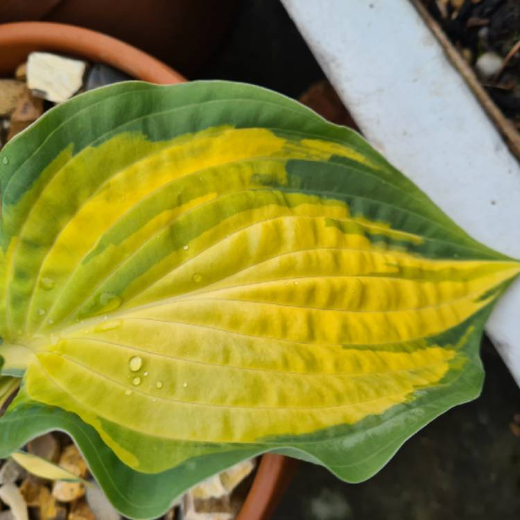 plant image 1476123