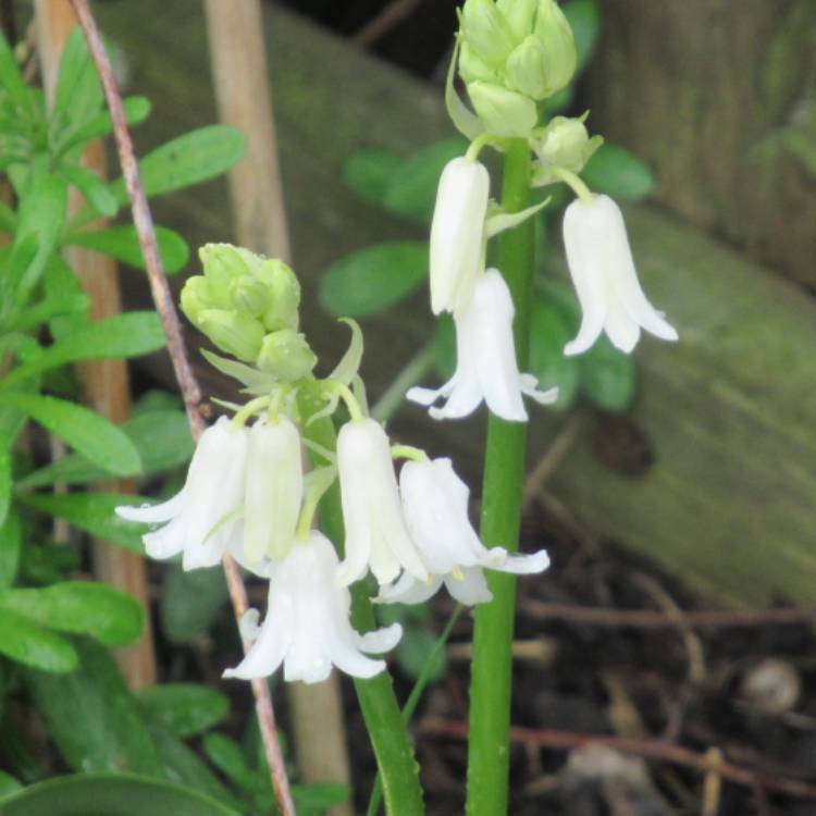 plant image 1476245 plant image 1476245
