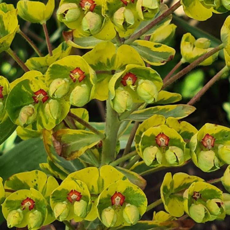 Plant image Euphorbia x martini 'Ascot Rainbow'