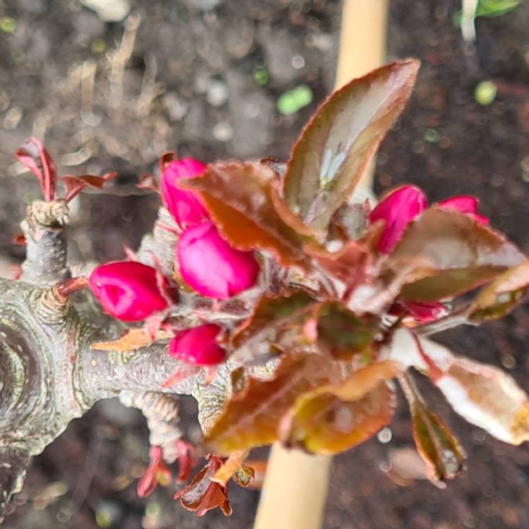 plant image 1478901