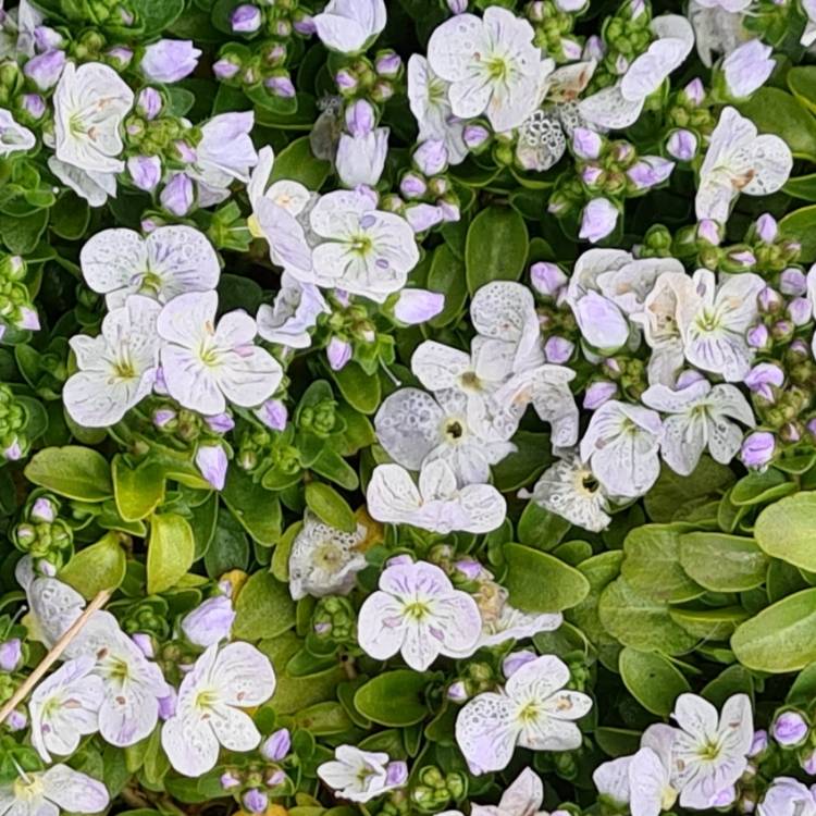 plant image 1479206