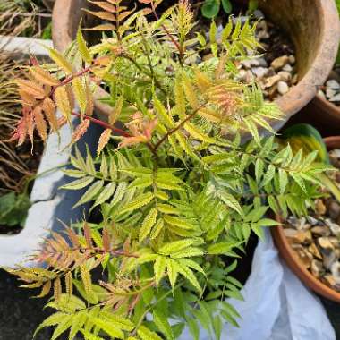 Sorbaria sorbifolia 'Sem'