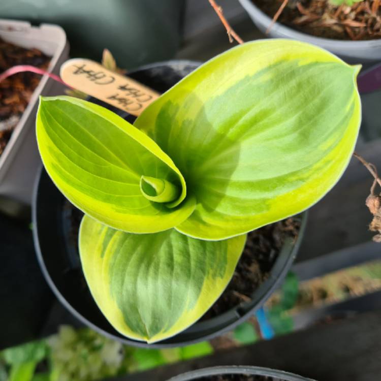 Plant image Hosta 'Lakeside Cha Cha'