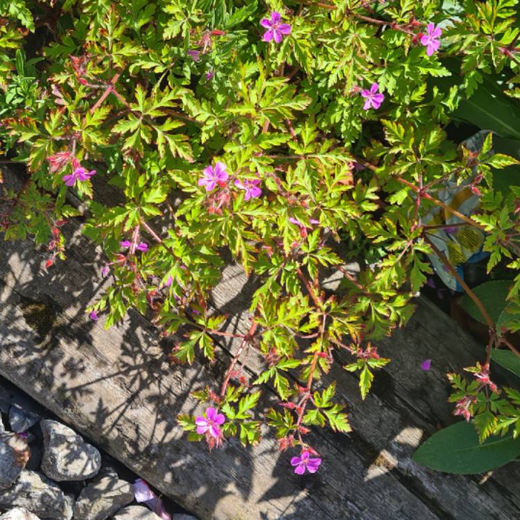 Plant image Geranium 'Tiny Monster'