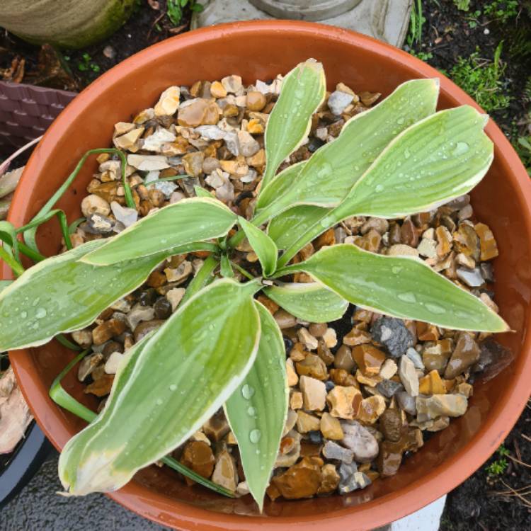 plant image 1482639 plant image 1482639