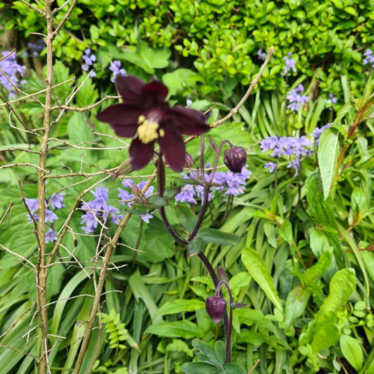 plant image 1485116 plant image 1485116