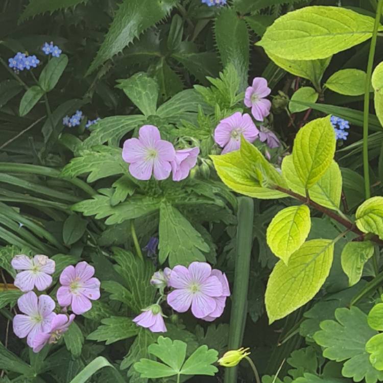 plant image 1485483