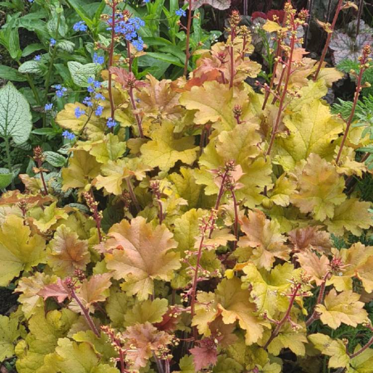 plant image 1485787 plant image 1485787