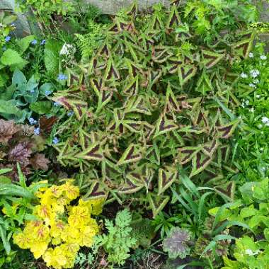 Persicaria microcephala 'Purple Fantasy'