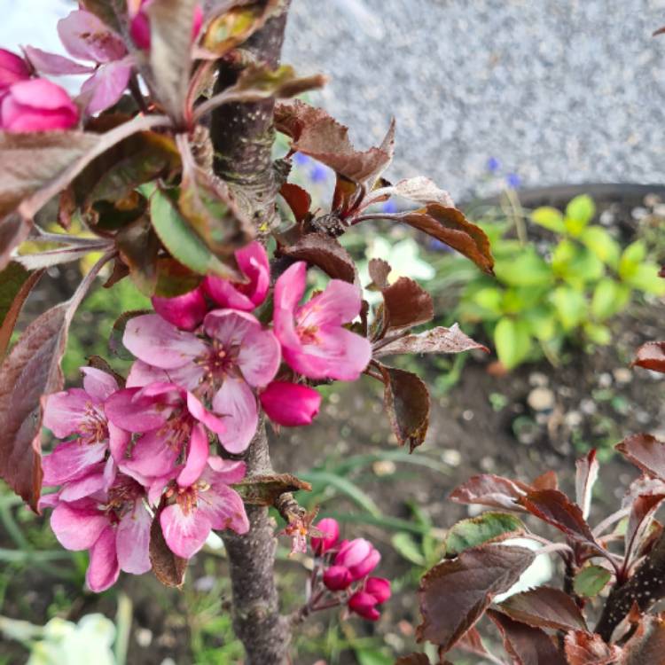 plant image 1486890