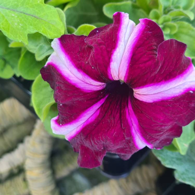 Plant image Petunia 'Ultra Crimson Star'