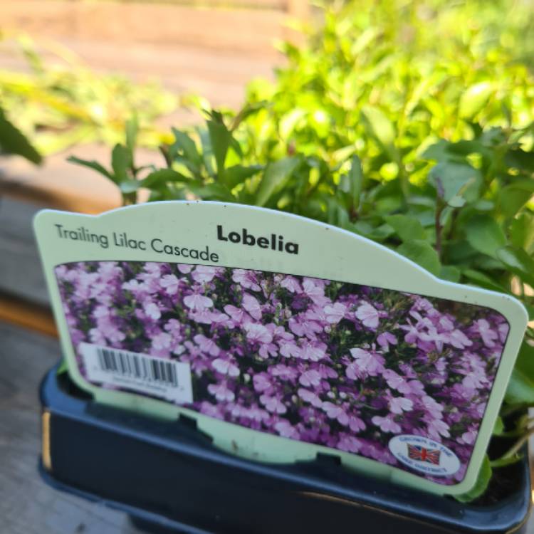 plant image 1487567