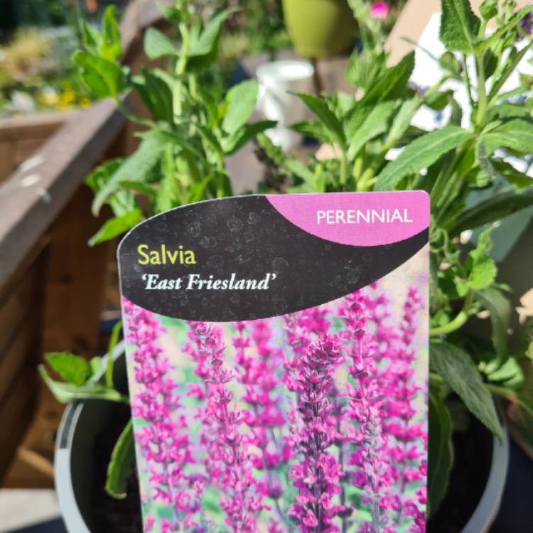 Plant image Salvia nemorosa 'Ostfriesland' syn. Salvia nemorosa 'East Friesland'
