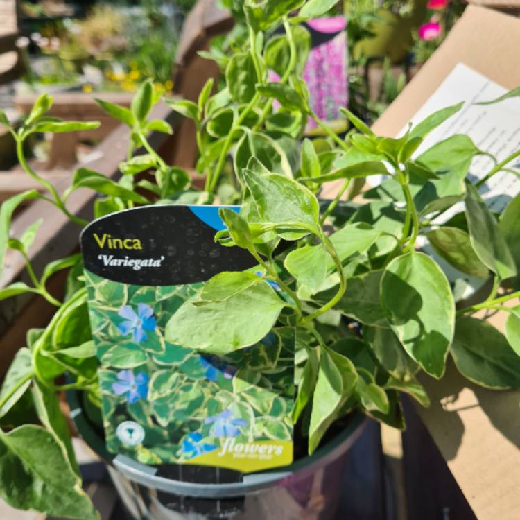 plant image 1490941