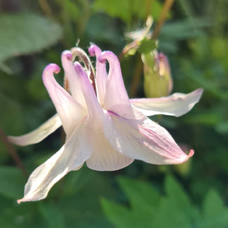 Plant image Aquilegia 'Mrs Scott Elliot'