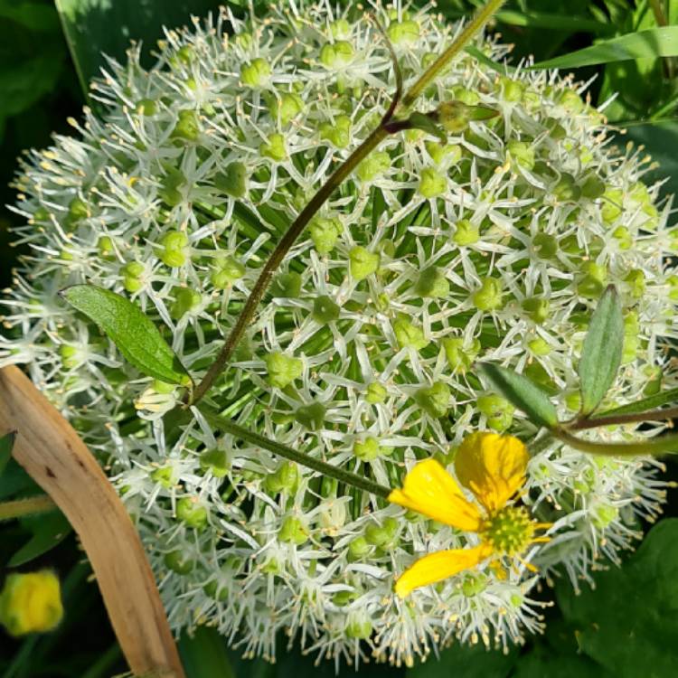 plant image 1493594 plant image 1493594