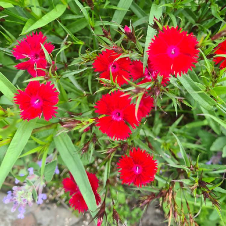 plant image 1494156