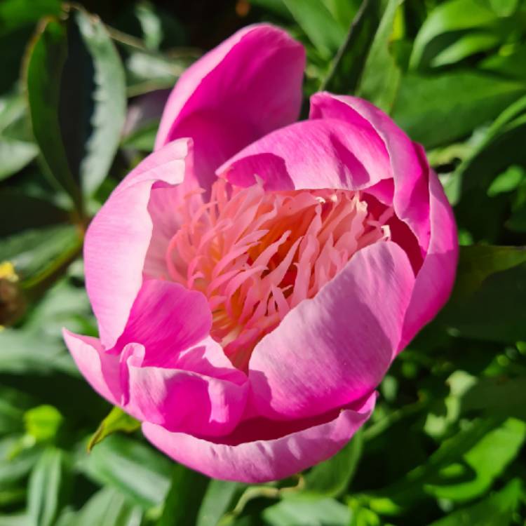 Plant image Paeonia lactiflora 'Bowl of Beauty'