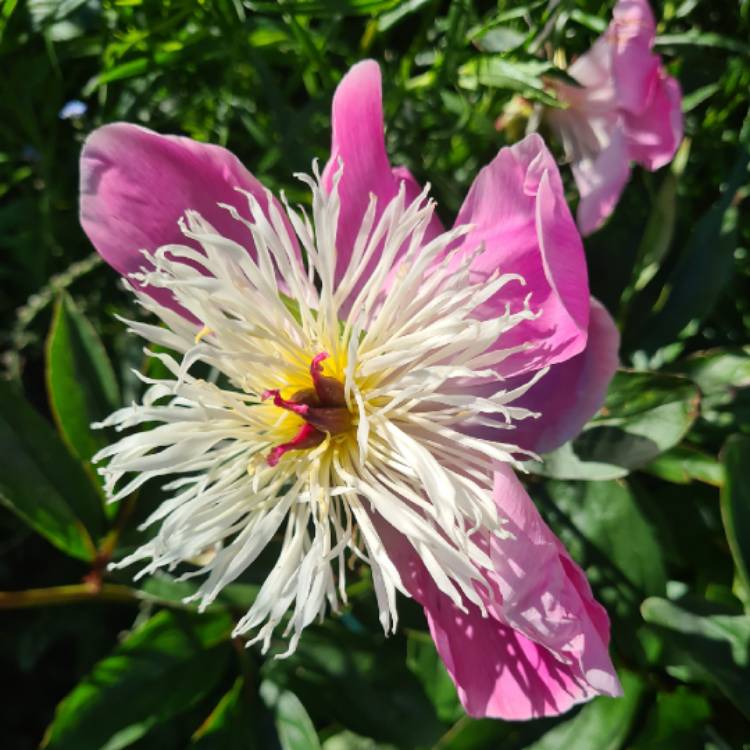 Plant image Paeonia lactiflora 'Bowl of Beauty'