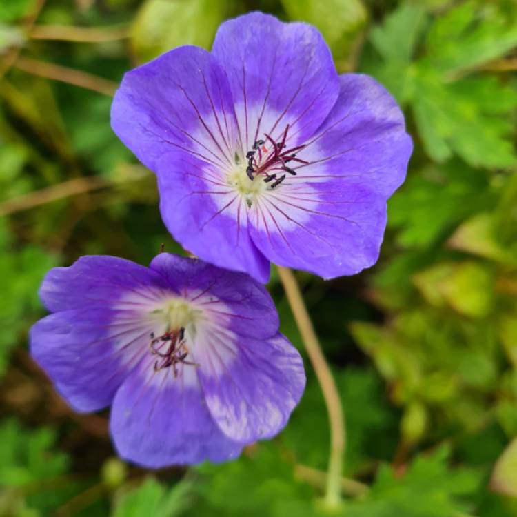 plant image 1497700 plant image 1497700
