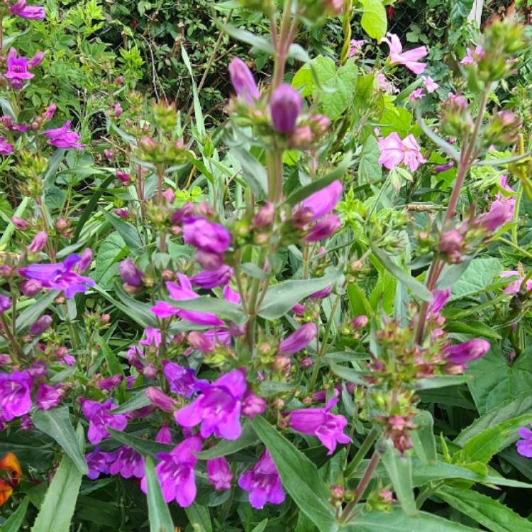 Plant image Penstemon 'Heavenly Blue'