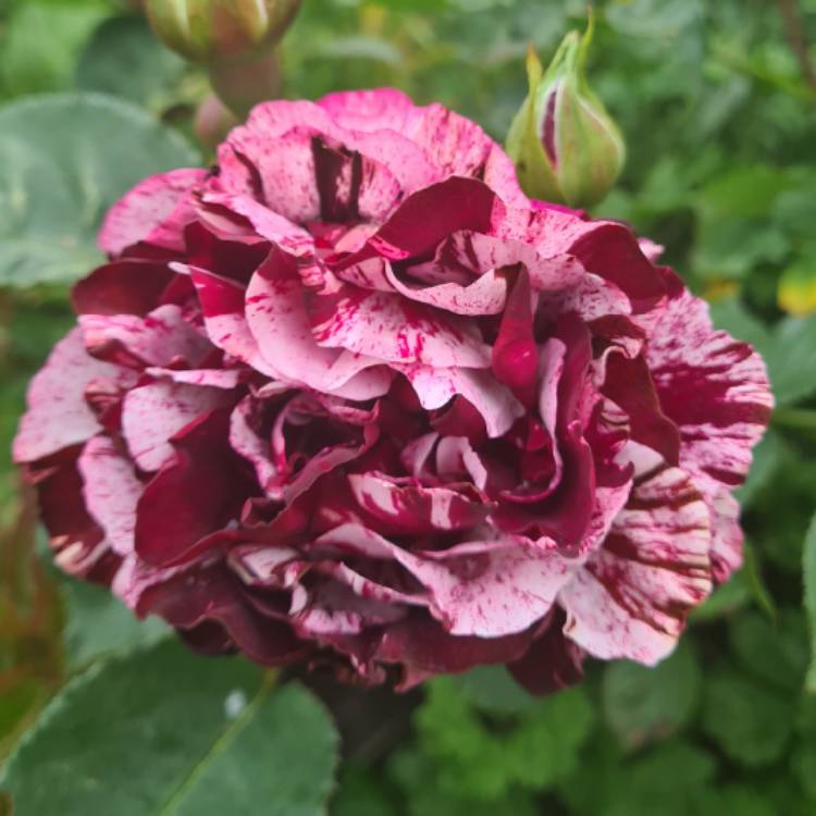 plant image 1500127